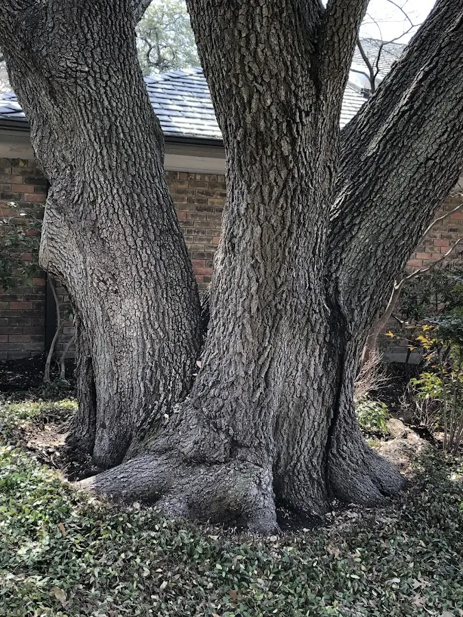 Mature heritage tree close to a Waymart property cared for by certified arborists